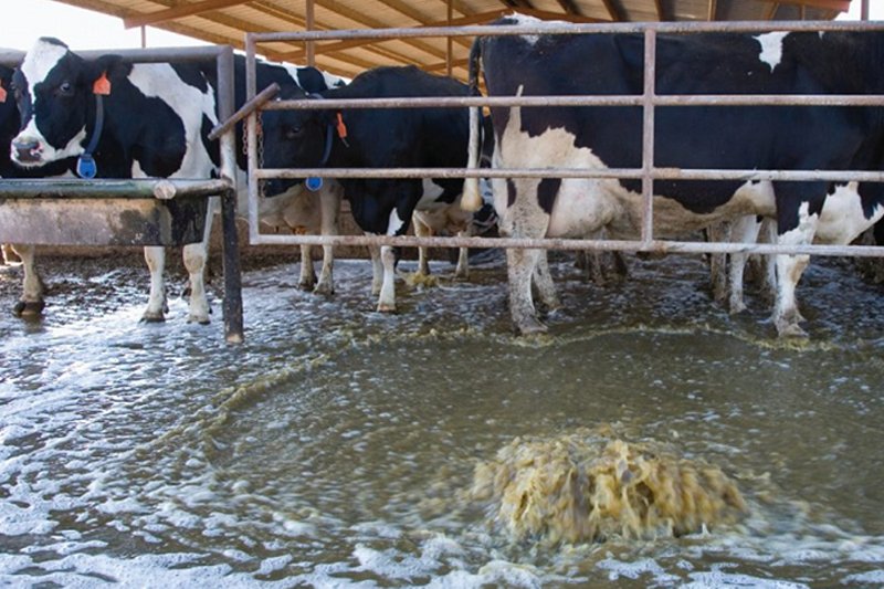 Tratamiento de Aguas Residuales en Ganadería